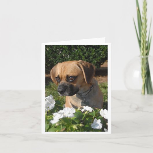 Puggles Kaart (Voorkant)