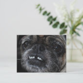 Pugs Parly White Teeth Briefkaart (Staand voorkant)