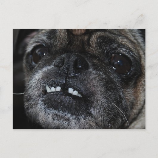 Pugs Parly White Teeth Briefkaart (Voorkant)