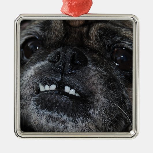 Pugs Parly White Teeth Ornament (Voorkant)
