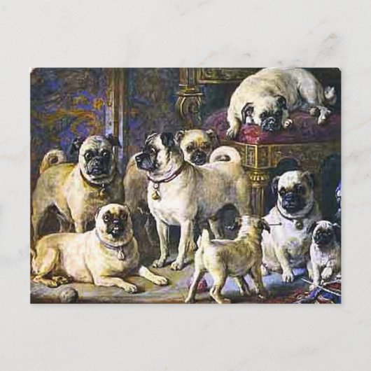 Pugs van Drumpellier Briefkaart (Voorkant)