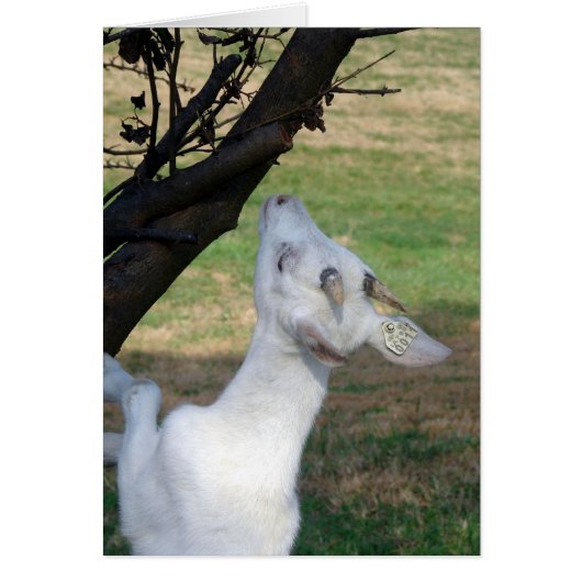 Puis-Je Monter Cet Arbre ? (Devant)