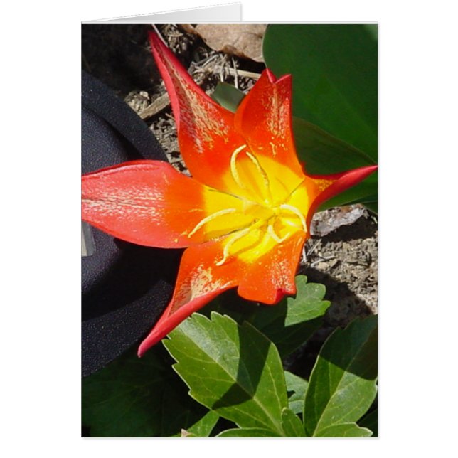 Puissance de flux (Devant)