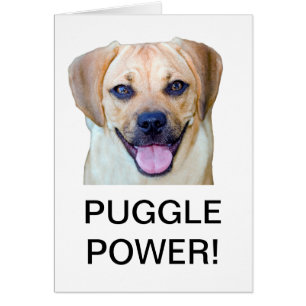 Puissance de Puggle !