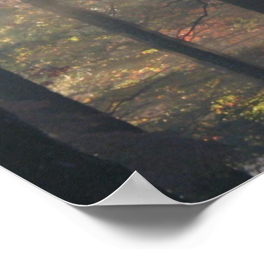 Puits de soleil à travers les arbres Poster Imprim (Coin)