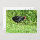 Pukeko Briefkaart (Voorkant / Achterkant)