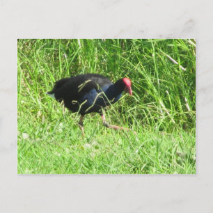 Pukeko Briefkaart