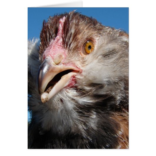 Pullet saumon Faverolle (Devant)