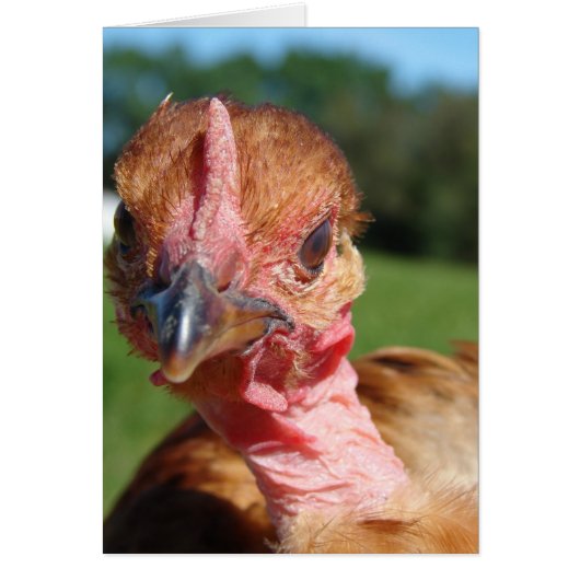 Pullet Turkin (Devant)