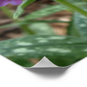 pulmonaria spbessen poster (Hoek)