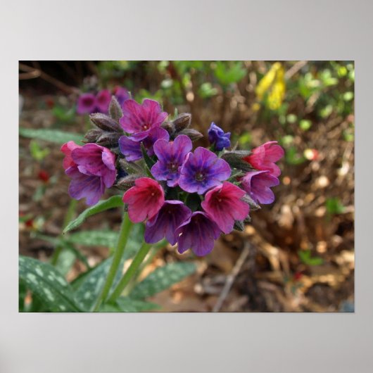 pulmonaria spbessen poster (Voorkant)