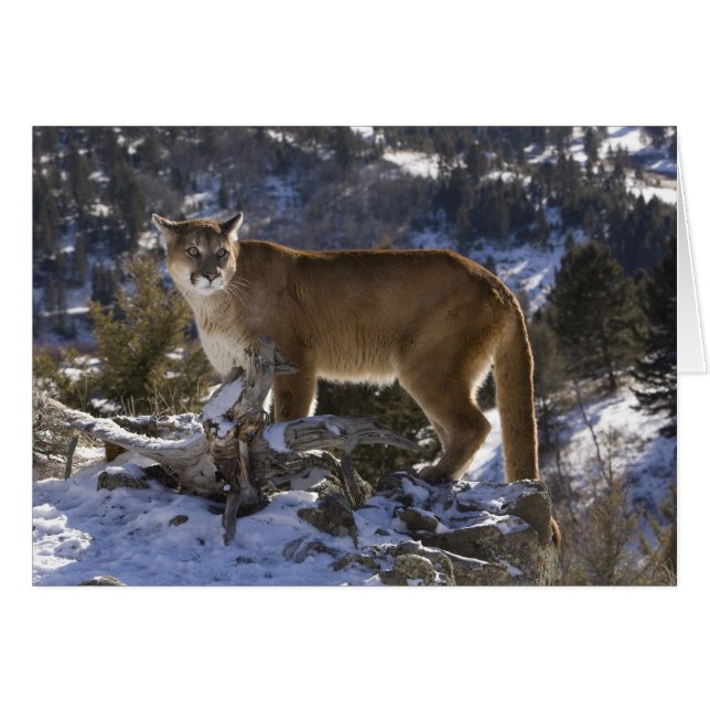 Puma (Devant horizontal)