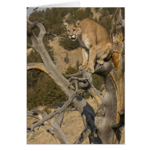 Puma, aka couguar, cougar; Puma concolor, 2