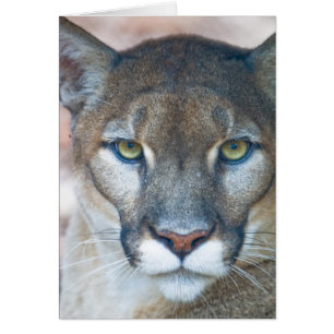 Puma, lion de montagne, panthère de Floride, Puma