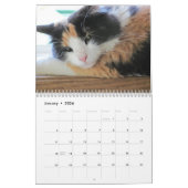 Puma, Mijn supermodel calico Kalender (Jan 2026)