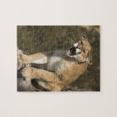 Puma of berengleeuw, puma-concolor, Captive - Legpuzzel (Horizontaal)