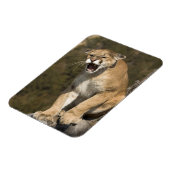 Puma of berengleeuw, puma-concolor, Captive - Magneet (Linkerzijde)