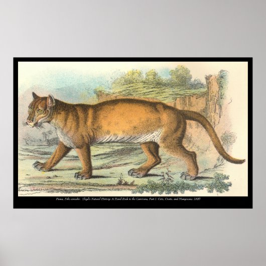 Puma Poster (Voorkant)
