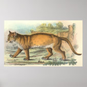 Puma Poster (Voorkant)