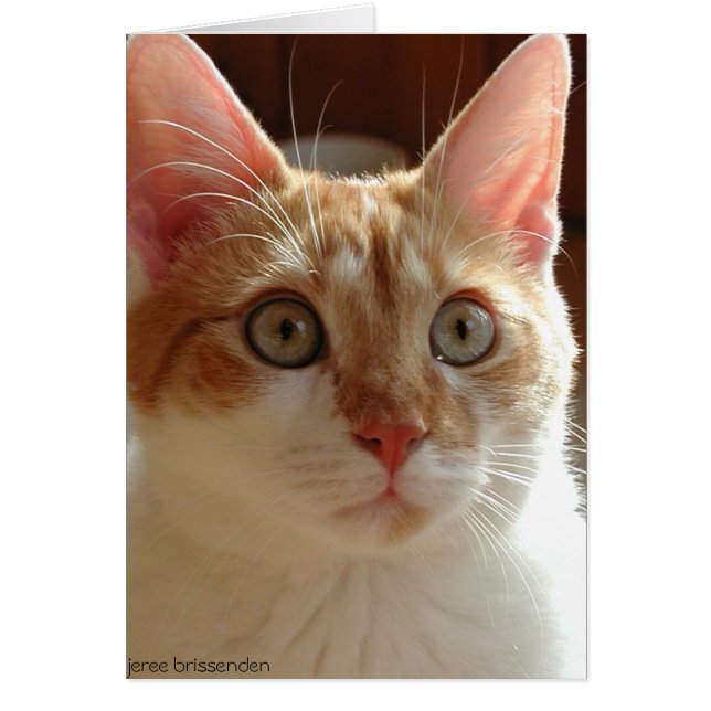 Pumpernikkel (Voorkant)