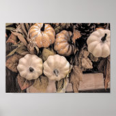 Pumpkin Autumn Oranje White Brown  Antiek Poster (Voorkant)