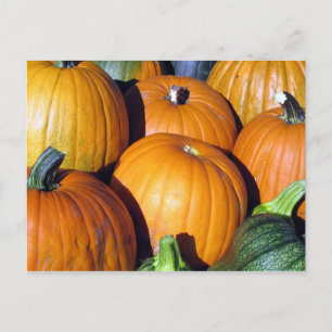 Pumpkin Harvest Briefkaart