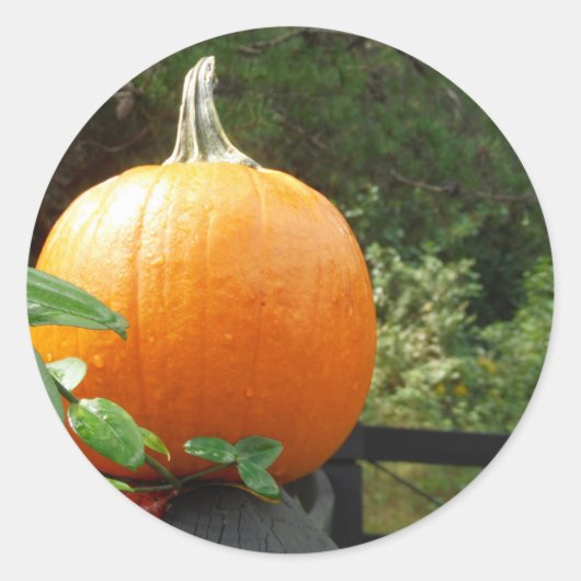 Pumpkin op Black Fence Ronde Sticker (Voorkant)