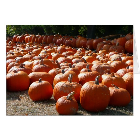 Pumpkin Patch Autumn Harvest Photography (Voorkant Horizontaal)