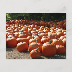 Pumpkin Patch Autumn Harvest Photography Briefkaart