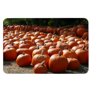 Pumpkin Patch Autumn Harvest Photography Magneet