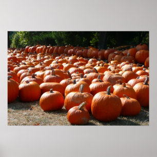 Pumpkin Patch Autumn Harvest Photography Poster