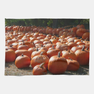 Pumpkin Patch Autumn Harvest Photography Theedoek