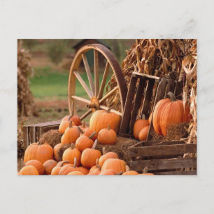 Pumpkin Patch Briefkaart