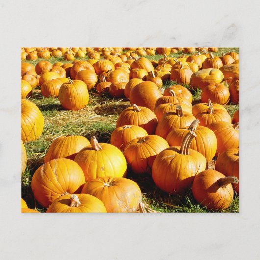 Pumpkin Patch Halloween Feestdagenkaart (Voorkant)