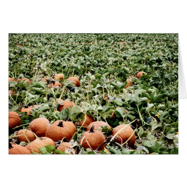 Pumpkin Patch in Lawrence, KS (Voorkant Horizontaal)