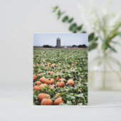 Pumpkin Patch in Lawrence, KS Briefkaart (Staand voorkant)