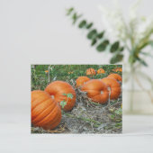 Pumpkin Patch Photo Briefkaart (Staand voorkant)