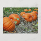 Pumpkin Patch Photo Briefkaart (Voorkant)