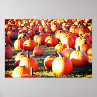Pumpkin Patch Poster