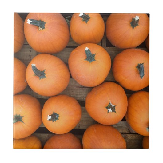 Pumpkin Rows Tegeltje (Voorkant)