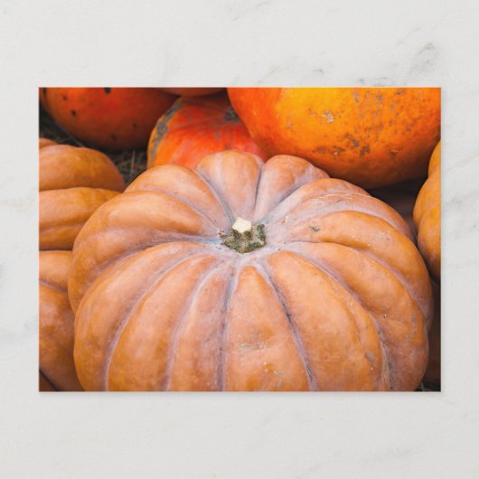 Pumpkin Season Briefkaart (Voorkant)
