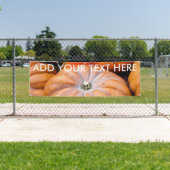 Pumpkin Season Spandoek (Insitu)