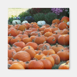 Pumpkins and Mums Autumn Harvest Photography Magneet