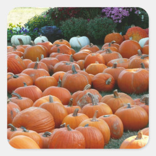 Pumpkins and Mums Autumn Harvest Photography Vierkante Sticker