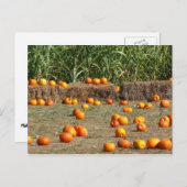 Pumpkins, Corn en Hay Autumn Fotografie Briefkaart (Voorkant / Achterkant)