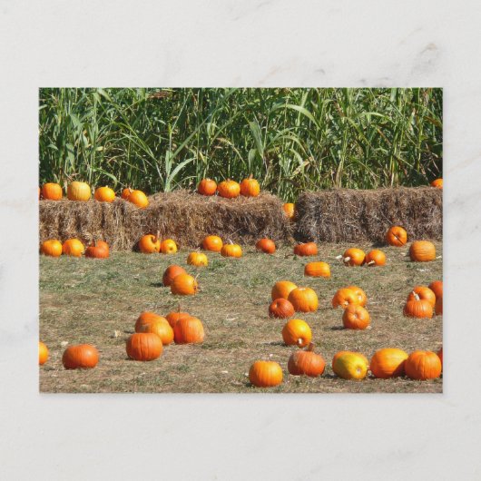 Pumpkins, Corn en Hay Autumn Fotografie Briefkaart (Voorkant)