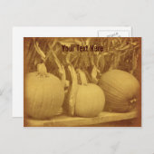 Pumpkins Cornstalks Briefkaart (Voorkant / Achterkant)