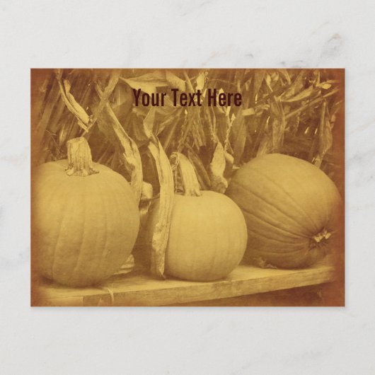 Pumpkins Cornstalks Briefkaart (Voorkant)