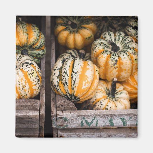"PUMPKINS" FOOD REFRIDGERATOR MAGNET MAGNEET (Voorkant)