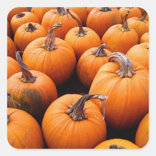 Pumpkins Galore Vierkante Sticker (Voorkant)
